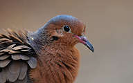 Socorro dove (Zenaida graysoni)